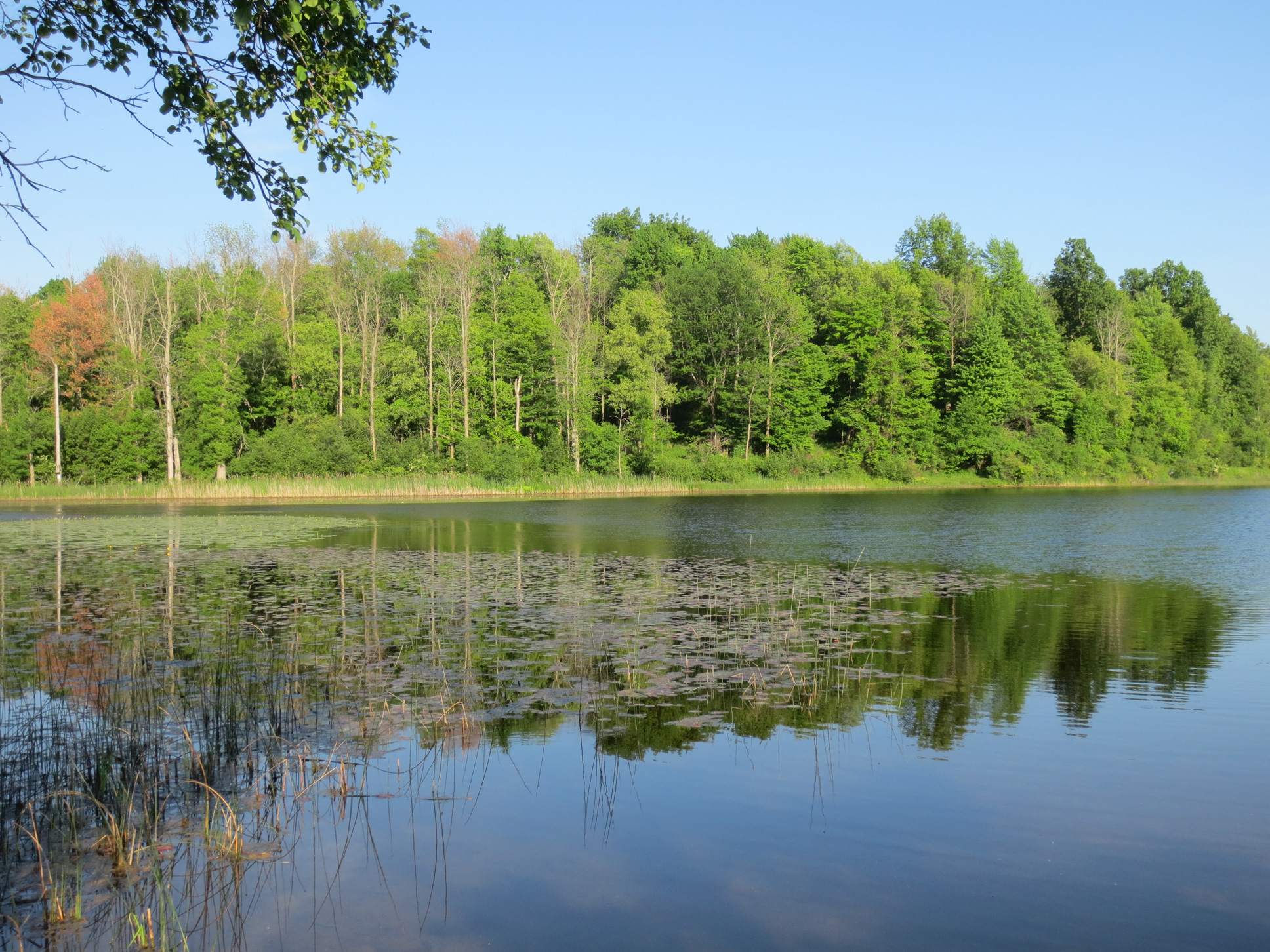 'Mendon Ponds, May 29, 2018, 6:20 PM,' copyright &copy; 2018 mendonponds.com.