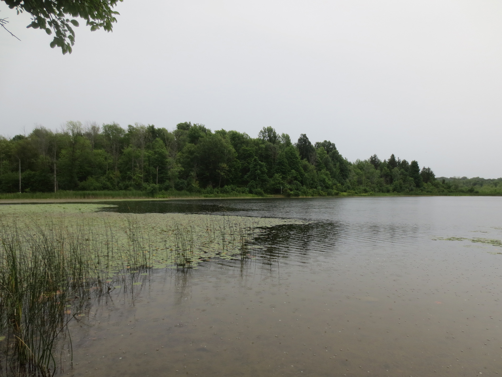 'Mendon Ponds, July 23, 2018, 4:30 PM,' copyright &copy; 2018 mendonponds.com.